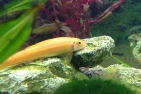 Pilihlah salah satu jawaban yang benar dengan memberi tanda silan. Artikel 5 Jenis Ikan Pembersih Untuk Aquascape
