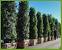 Tall Balcony Privacy Plants