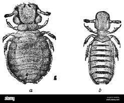 Image result for what do Mallophaga look like in dog fur