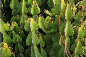 Are cacti easy to grow? Prickly Cactus Species Under Threat Bbc News
