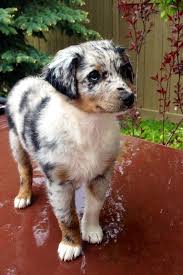 Black And White Aussie Lab Mix Lab Australian Shepherd Mix Full Grown Puppiesgallery Xyz Dog Lovers Australian Shepherd Blue Heeler Cute Animals