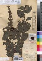 Image result for Pouchetia baumanniana