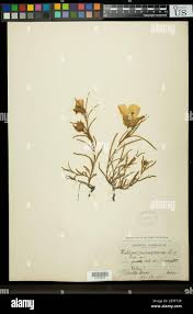 Image result for Hibiscus malacospermus