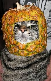 I have a spoon in my plate, but i have no soup in it. Pets Lover Blog Pineapple Leaf Is It Poisonous To Cats