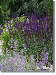 Garten Salbei Stauden Garten Pflanzen Pflanzen
