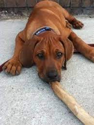 Ridgeless Rhodesian Ridgeback Puppies For Sale Cute Baby Animals Rhodesian Ridgeback Puppies Puppies