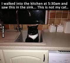 You Don T Choose Cats Cats Choose You 9gag