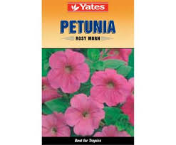 Yates Rosy Morn Petunia Flower Seeds Petunias Rosie