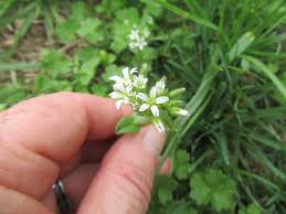 Image result for Cerastium glomeratum