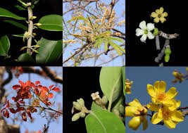 Image result for Manilkara