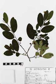 Image result for Erythroxylum emarginatum
