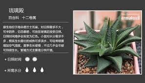 100种常见多肉植物图鉴 多肉植物常见问题解答 二木花花男 新浪博客 planting succulents cinder block garden cactus plants