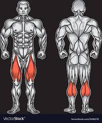 Anatomy Of Male Muscular System Exercise And