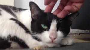 Cats are not able to. Feline Iris Hyperpigmentation Melanosis In Cats