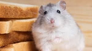 Check spelling or type a new query. 14 Jenis Makanan Yang Tidak Boleh Dimakan Hamster Peliharaan Pintarpet