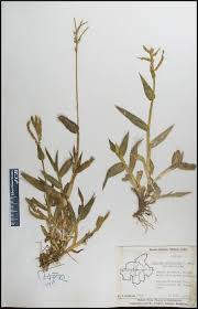 Image result for Urochloa panicoides