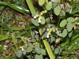 Image result for Oxalis barrelieri