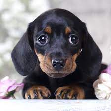 Click here to be notified when new dachshund puppies are listed. 1 Dachshund Puppies For Sale By Uptown Puppies