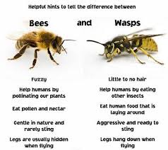 Wasp Spirit Guide Bee Bees And Wasps Wasp