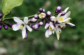 We did not find results for: 44 717 Orange Blossom Tree Photos Free Royalty Free Stock Photos From Dreamstime