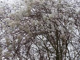 We did not find results for: Clematis Vitalba The Wild Clematis Easy Wildflowers