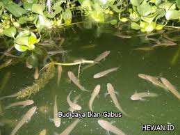 Senangnya lihat ikan hias anakan pada lahiran.ikanya jadi banyak banget.mantap.👍👍👍#ikanhias#ikanguppy#ikanplatice#ternakikan 10 Cara Budidaya Ikan Gabus Di Kolam Terpal Beton Dan Tanah Hewan Id