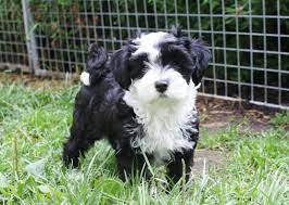 Tibetan Terrier Information And Pictures Petguide Tibetan Terrier Terrier Puppy Terrier