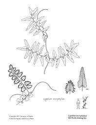 Image result for Lygodium