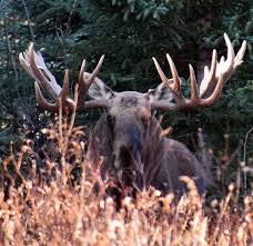 Why Are Moose More Dangerous Than Bears? | Howstuffworks