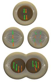 Mitosis consists of four basic phases: Mitosis Overview Of Major Phases Learn Science At Scitable