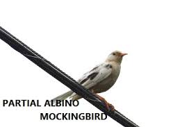 Use the right feeder and the right food. Did You Know Backyardwildlifeconnection