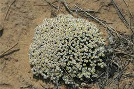 Image result for Helichrysum paronychioides