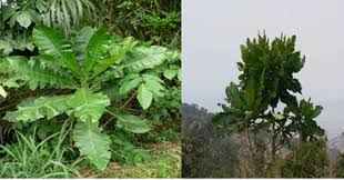 Image result for Anthocleista vogelii