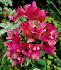 Pin On Bougainvillea