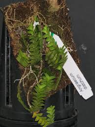 Image result for Angraecum sacciferum