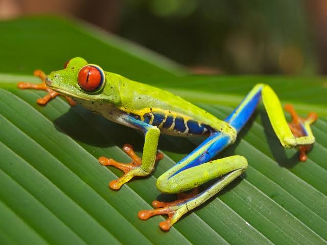 Mga resulta ng larawan para sa Red Eye Treefrog , Central America"