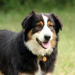 Check spelling or type a new query. Australian Shepherd Beagle Mix Dog Breed Answers