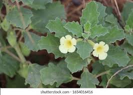 Image result for Pedalium