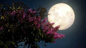 Efter att ha uthärdat det som varit under flera veckor så kanske många av. April S Super Pink Moon 2020 Mental Floss
