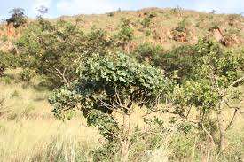 Image result for Rhoicissus tridentata