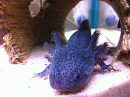 Pin By Amanda Coy On Axolotl We Will Have Axolotl Tortoise Care Axolotl Tank