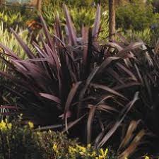 This fine flowering specimen ranks as one of our best horticultural subjects. Grasses Flaxes