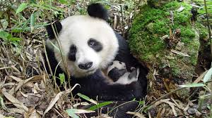 Pandas is considered as a diagnosis when there is a very close relationship between the abrupt onset. Grosser Panda Wwf Junior