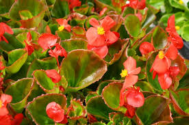 Image result for begonia semperflorens