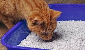 Check spelling or type a new query. How To Stop Litter Tray Smelling Is Baking Soda Safe To Deodorise Cats Litter Box Samachar Central