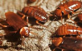 For example some wildlife have found that attics make great places to live. Cockroach Id Roach Identification Identify Roaches In California Corky S Pest Control