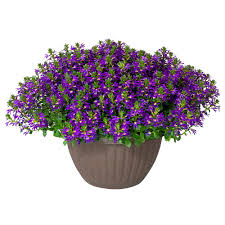 Image result for Scaevola