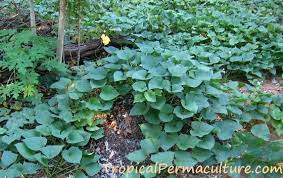 Check spelling or type a new query. How To Grow Sweet Potatoes Growing Sweet Potatoes The Easy Way