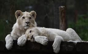 With beautiful animals, adventure play areas and a whole safari village to discover with shops and treats galore, yorkshire wildlife park offers fun for all the family. Safaripark Stukenbrock Fotokurse In Mannheim