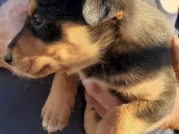 Upcoming litter by *capree boston (imported from australia) and out of *capree hanna (imported from australia). 8114fv Zsxjkym